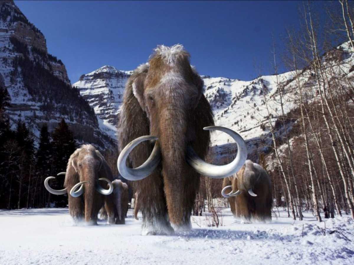 Un invité colossal installé dans ce musée au pied des Pyrénées : "c'est exceptionnel" Un invité colossal installé dans ce musée au pied des Pyrénées : "c'est exceptionnel"