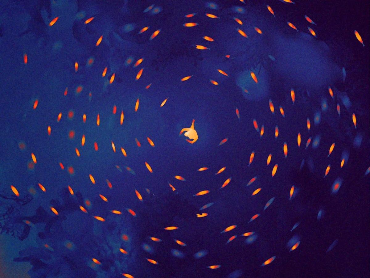 WWF signe un court métrage en caméra thermique pour alerter sur le réchauffement des océans WWF signe un court métrage en caméra thermique pour alerter sur le réchauffement des océans