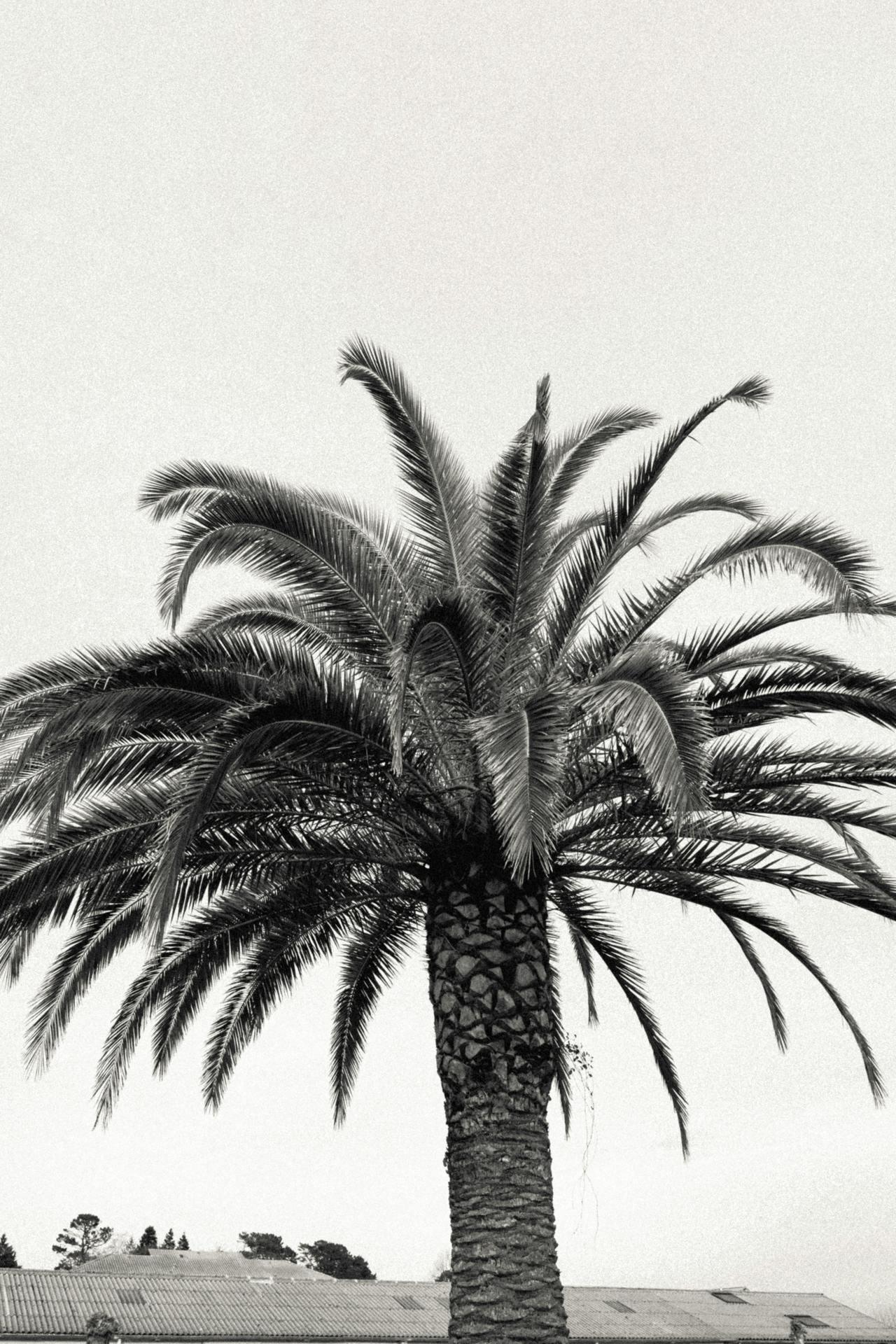 pexels-mathias-reding-20385949