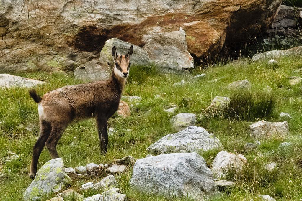 Observation de la faune au printemps