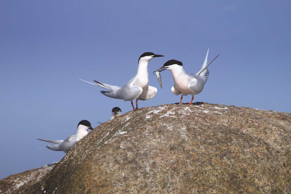 Skerries Fast Facts