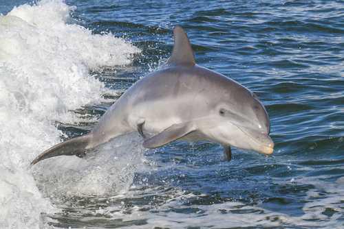 Skerries Sea Tours