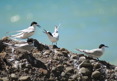Skerries Sea Tours