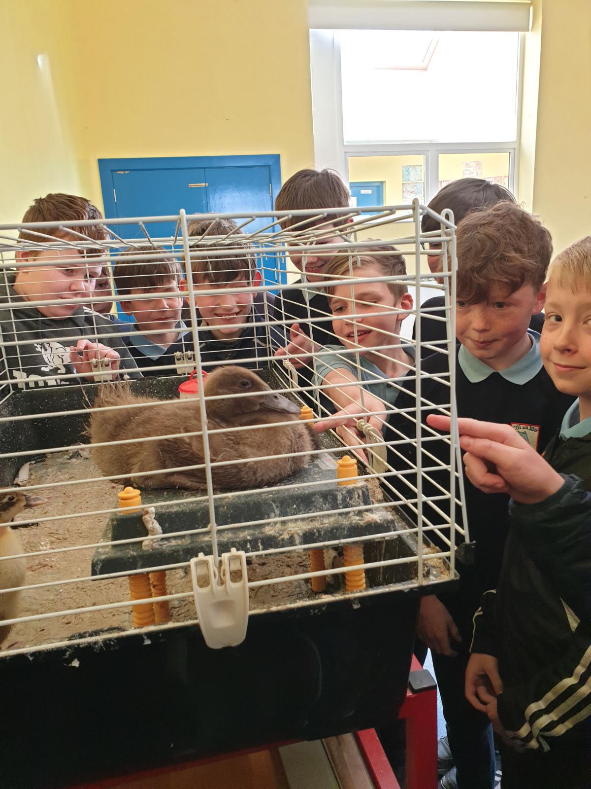 🐥Easter Fun🐥 🐥Easter Fun🐥