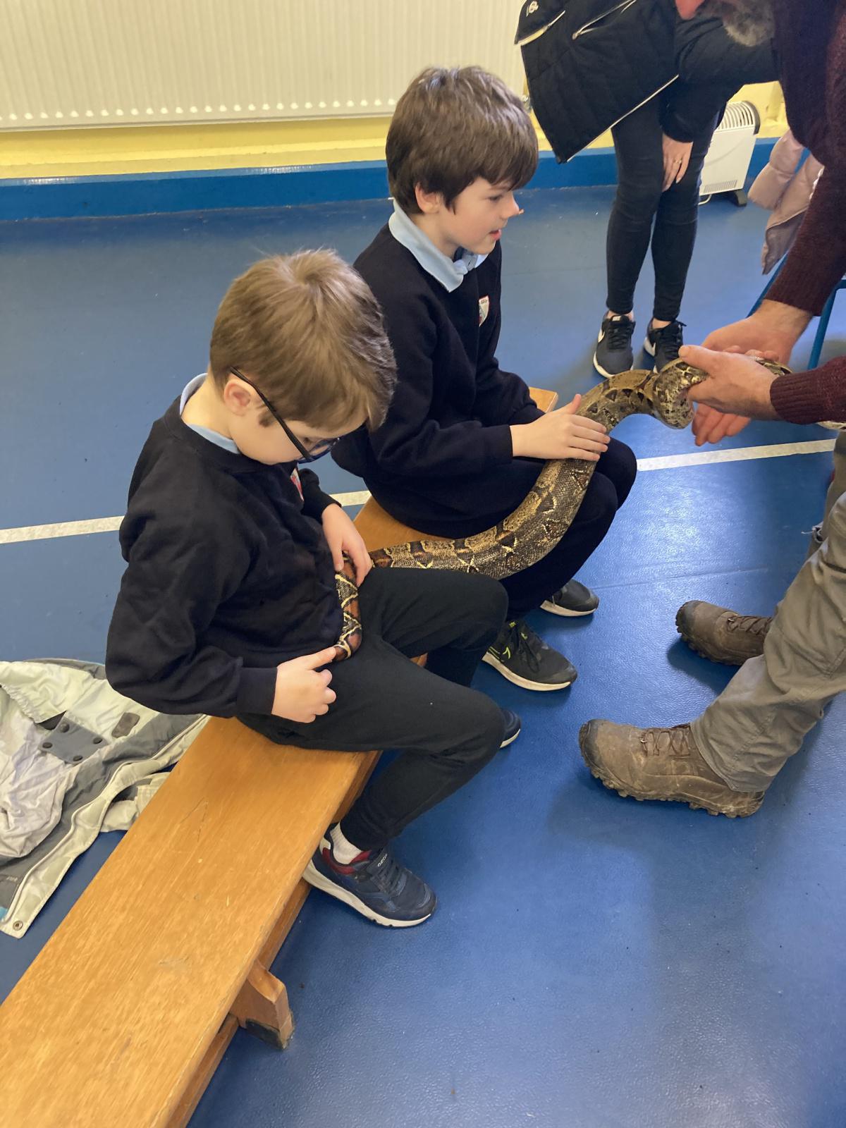 Animal Show 🦉 🦎 🐍 