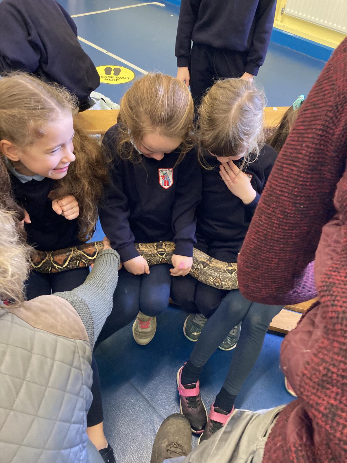 Animal Show 🦉 🦎 🐍 