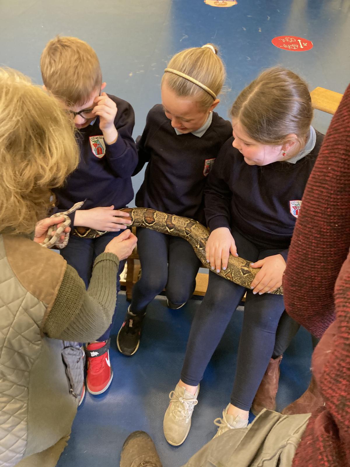 Animal Show 🦉 🦎 🐍 