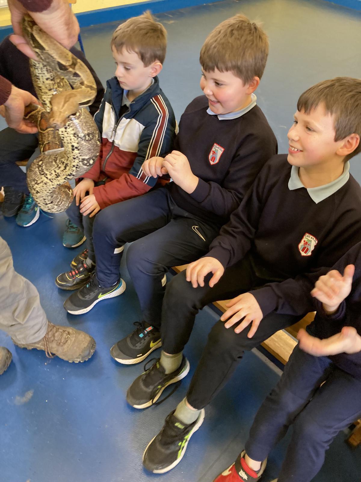 Animal Show 🦉 🦎 🐍 