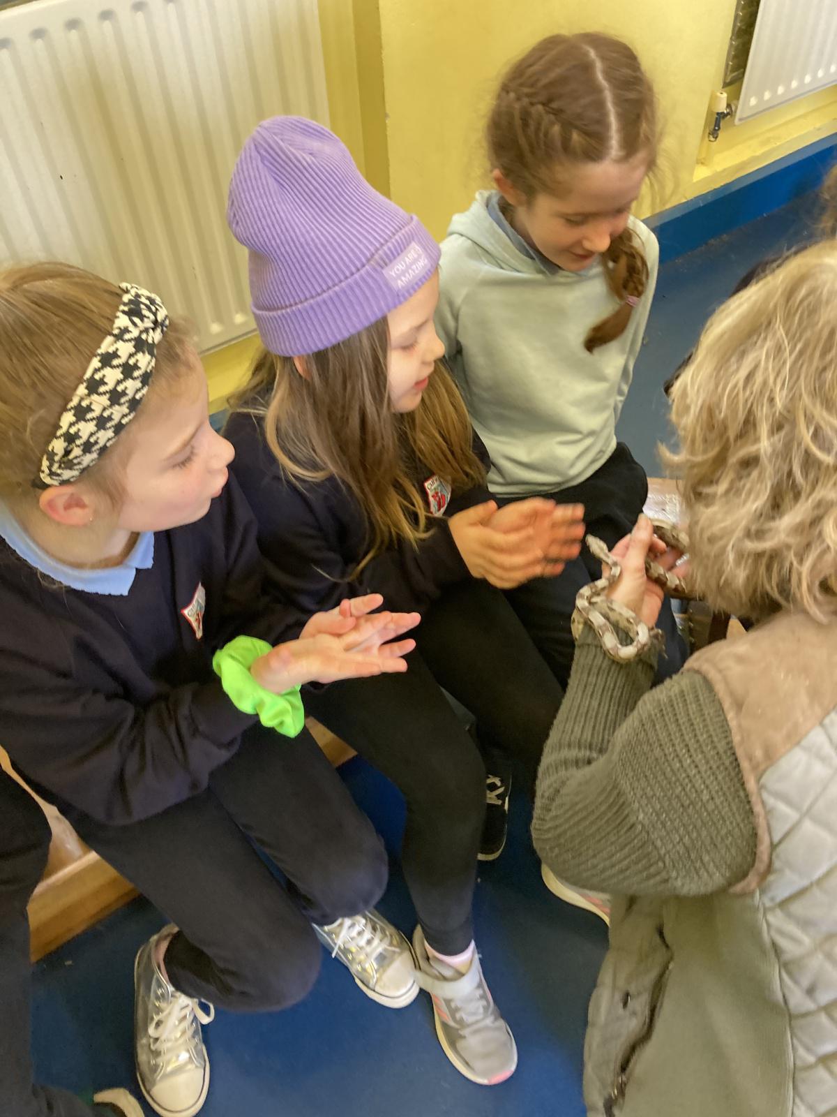 Animal Show 🦉 🦎 🐍 