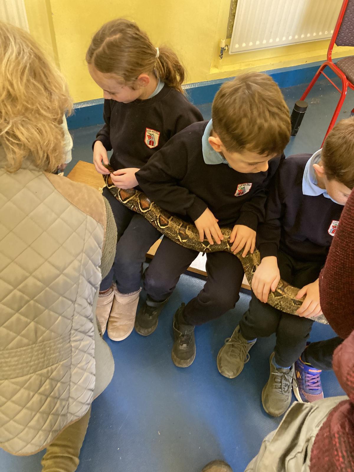 Animal Show 🦉 🦎 🐍 