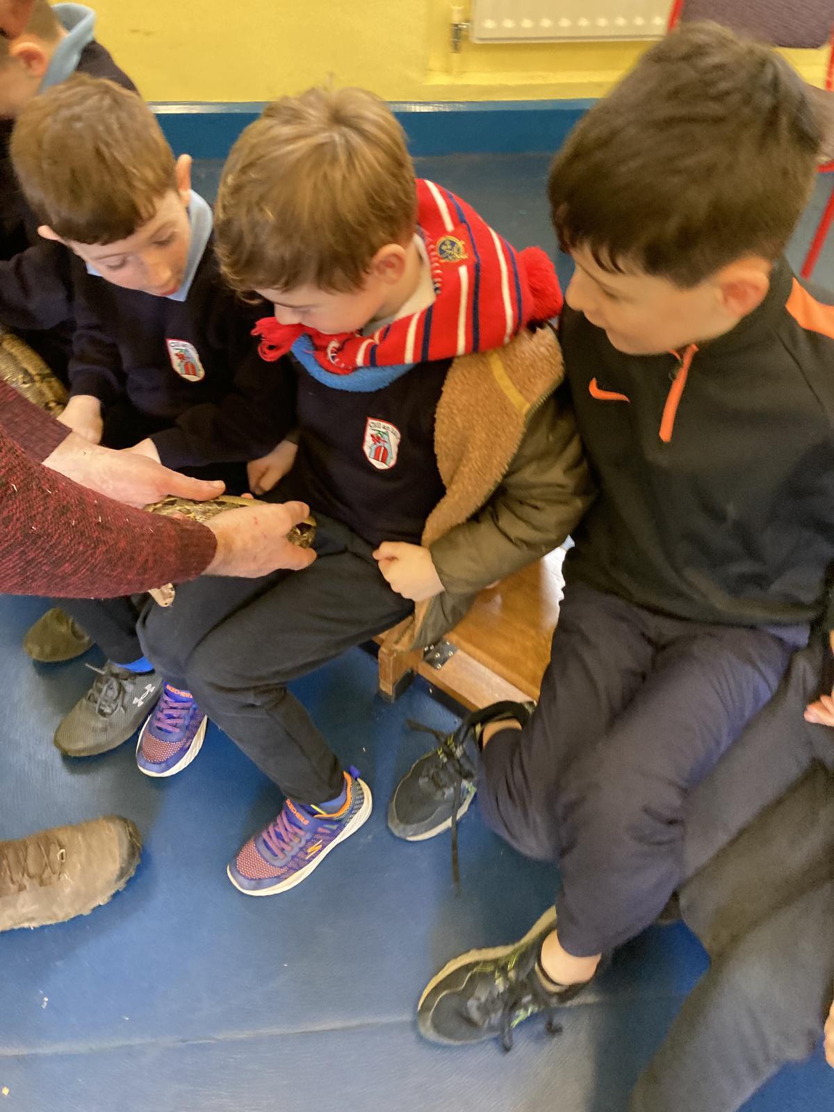 Animal Show 🦉 🦎 🐍 