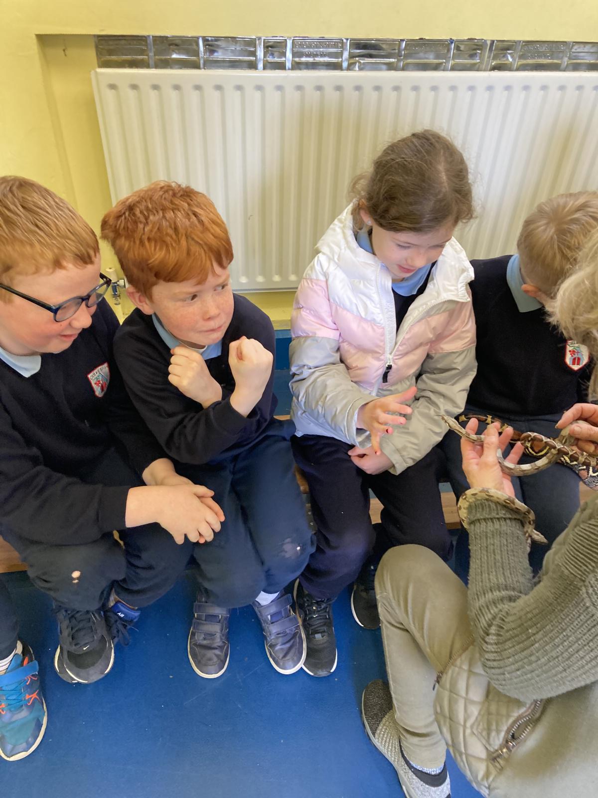 Animal Show 🦉 🦎 🐍 