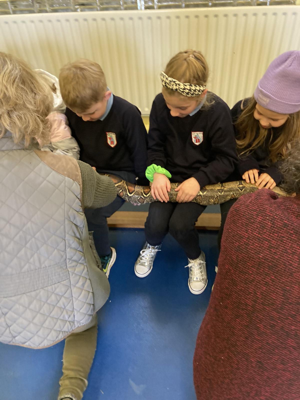 Animal Show 🦉 🦎 🐍 