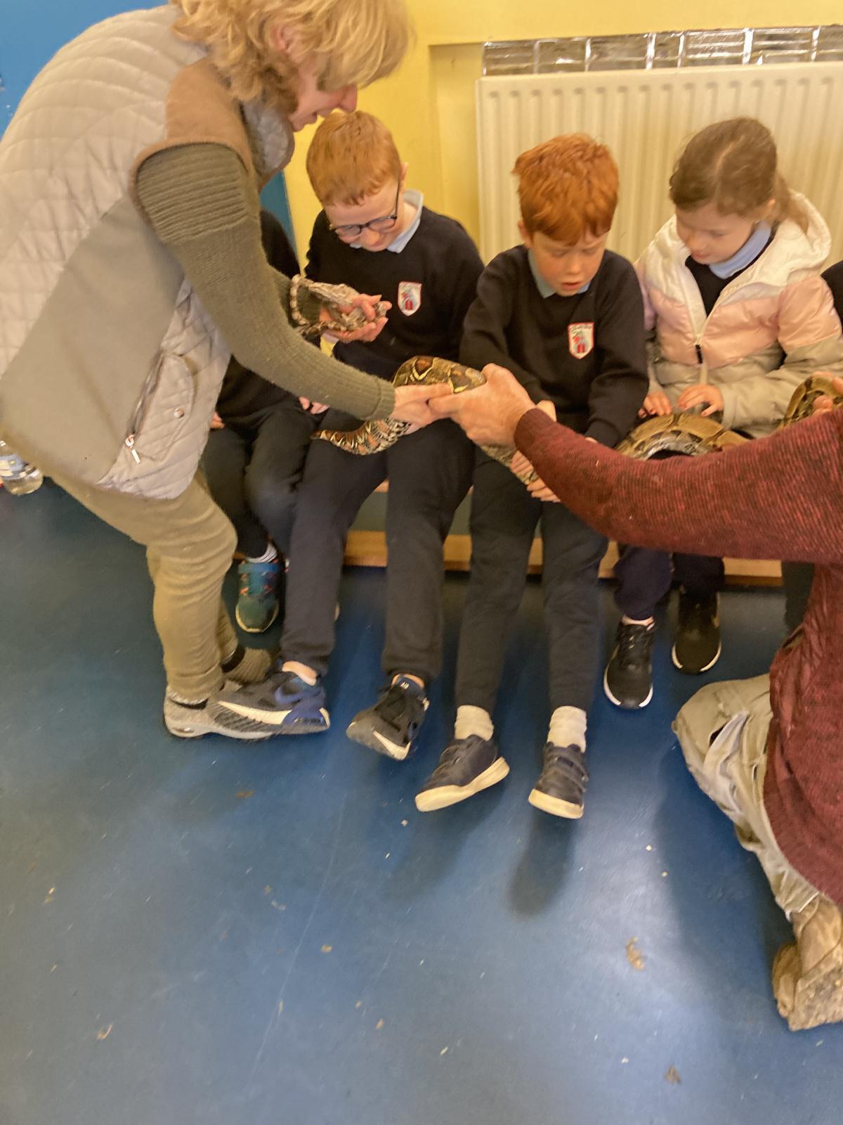 Animal Show 🦉 🦎 🐍 