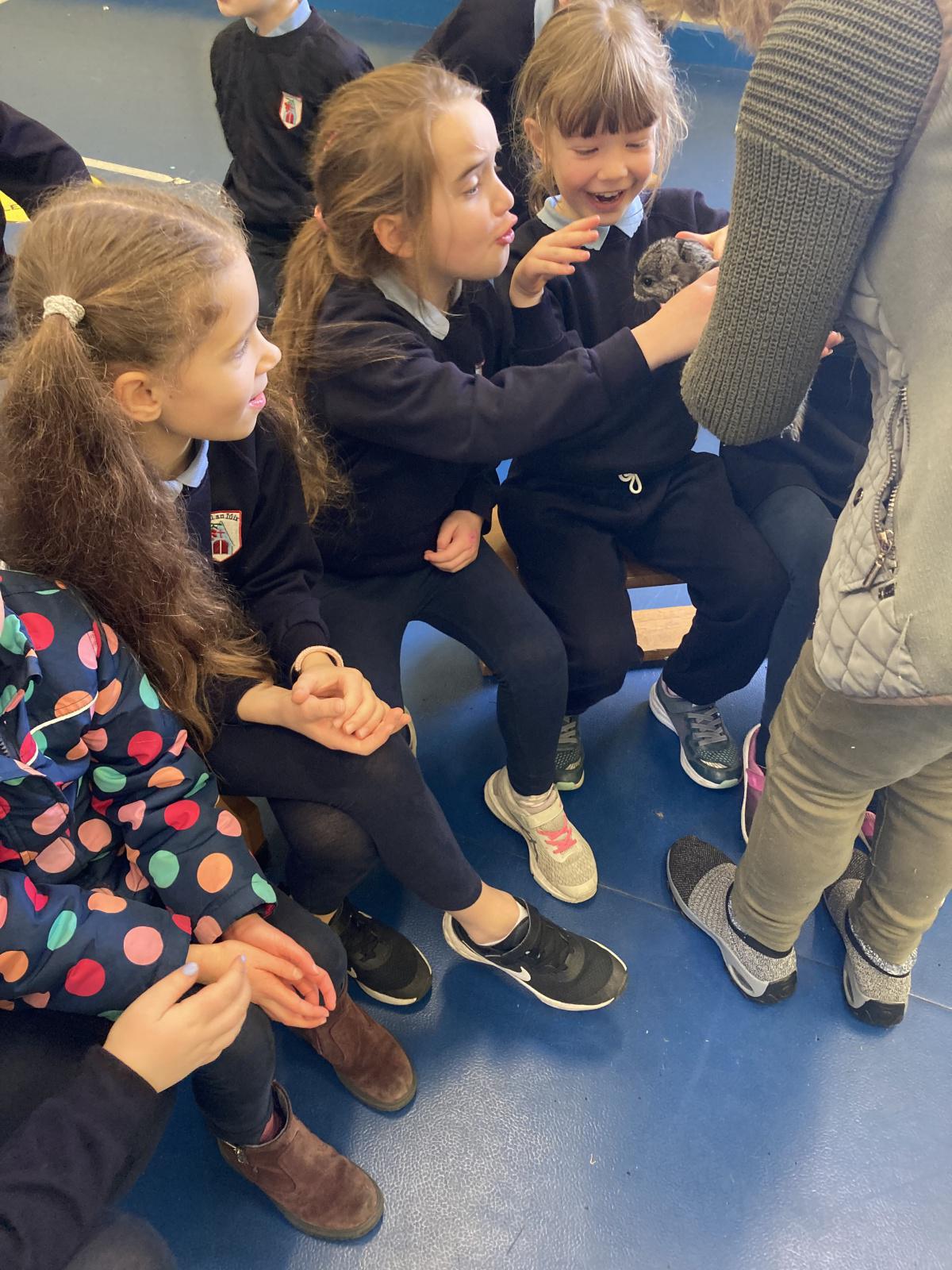 Animal Show 🦉 🦎 🐍 