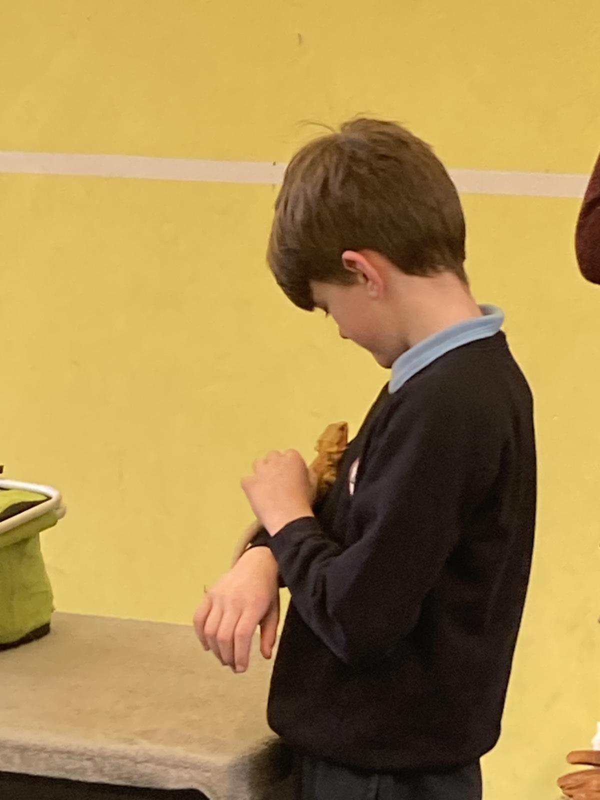 Animal Show 🦉 🦎 🐍 