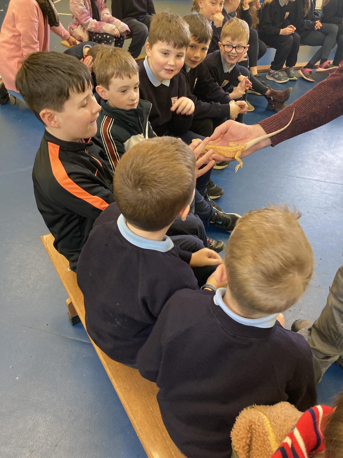 Animal Show 🦉 🦎 🐍 