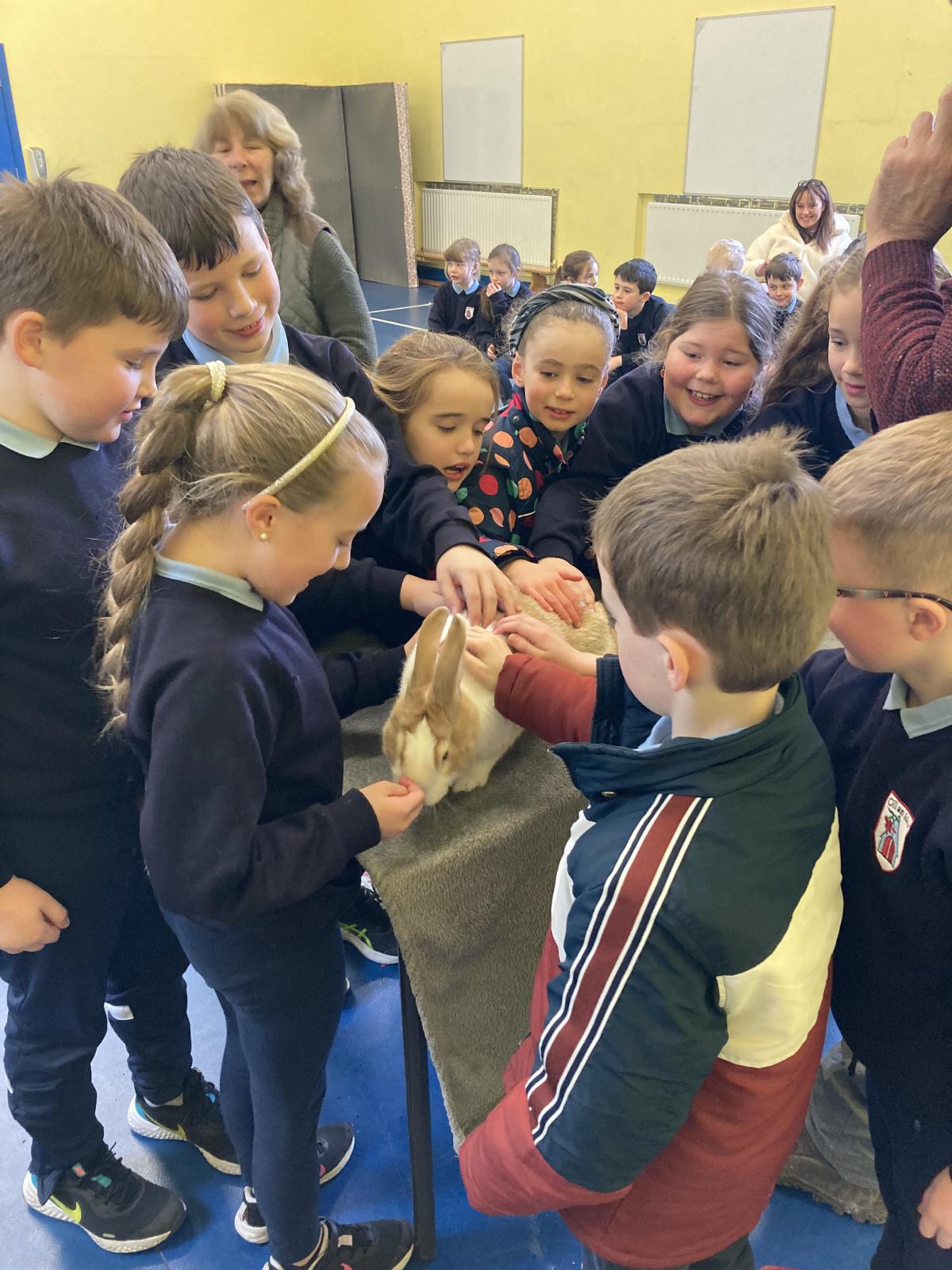 Animal Show 🦉 🦎 🐍 
