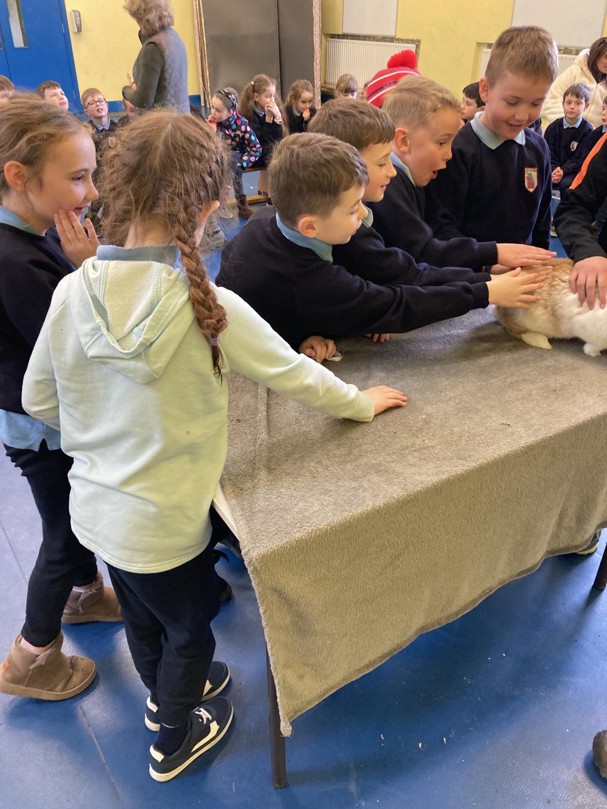 Animal Show 🦉 🦎 🐍 