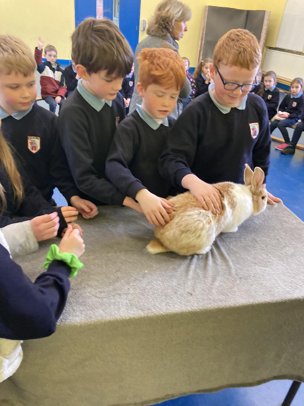 Animal Show 🦉 🦎 🐍 
