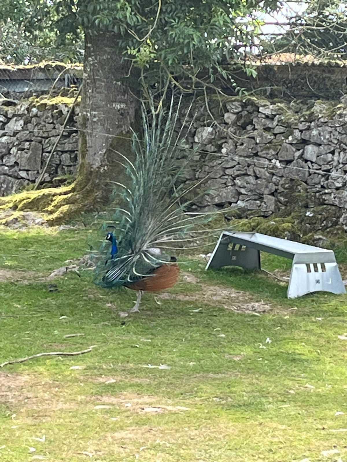 Stonehall Wildlife Park