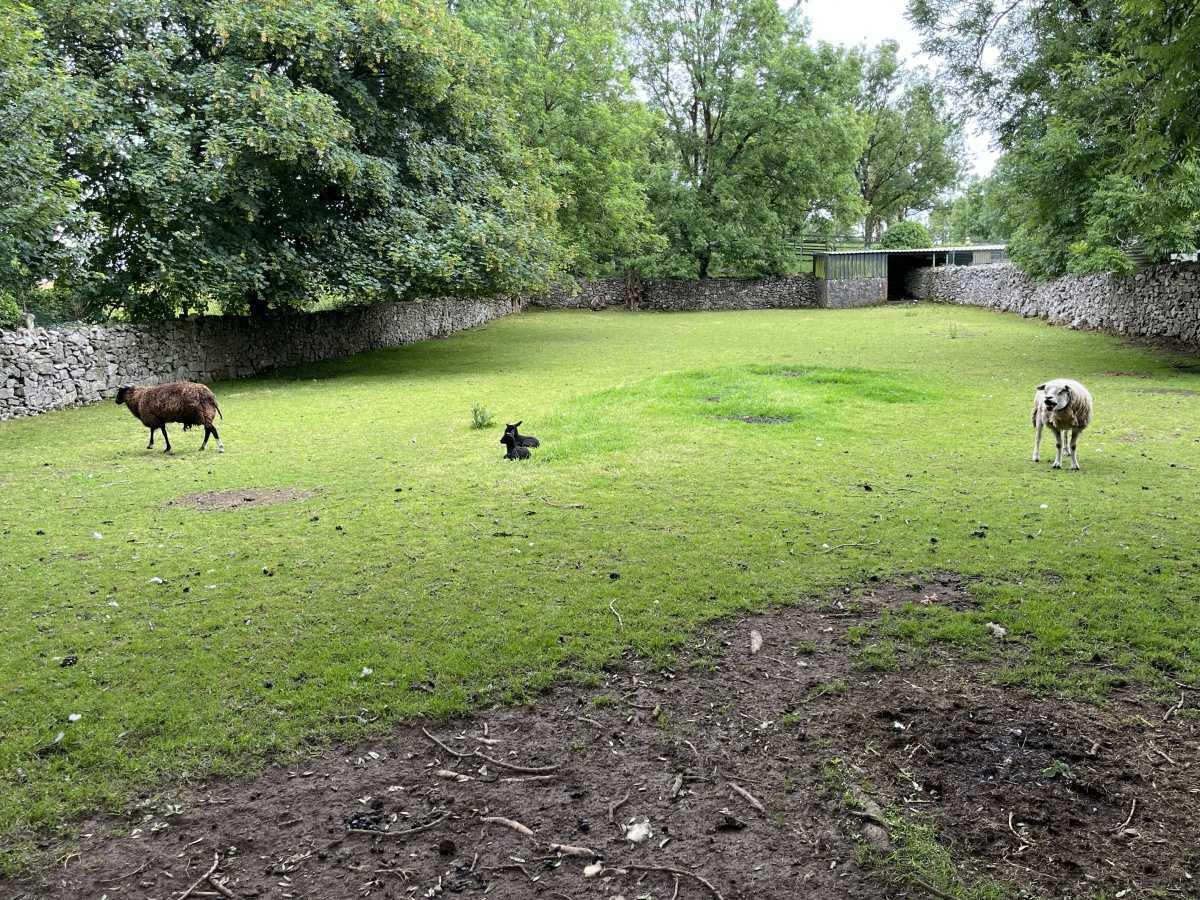 Senior Infants trip to Stonehall 🦚🦙🐖