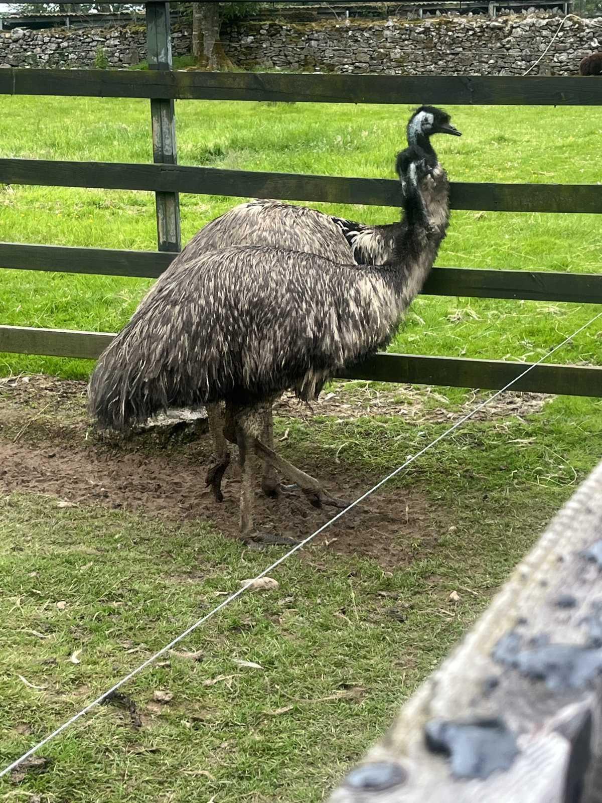 Senior Infants trip to Stonehall 🦚🦙🐖