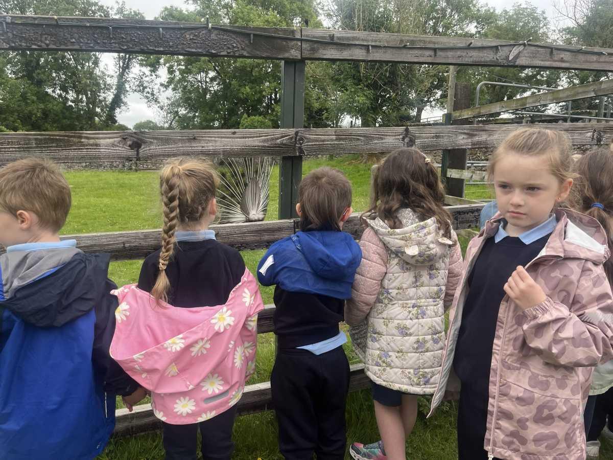 Senior Infants trip to Stonehall 🦚🦙🐖