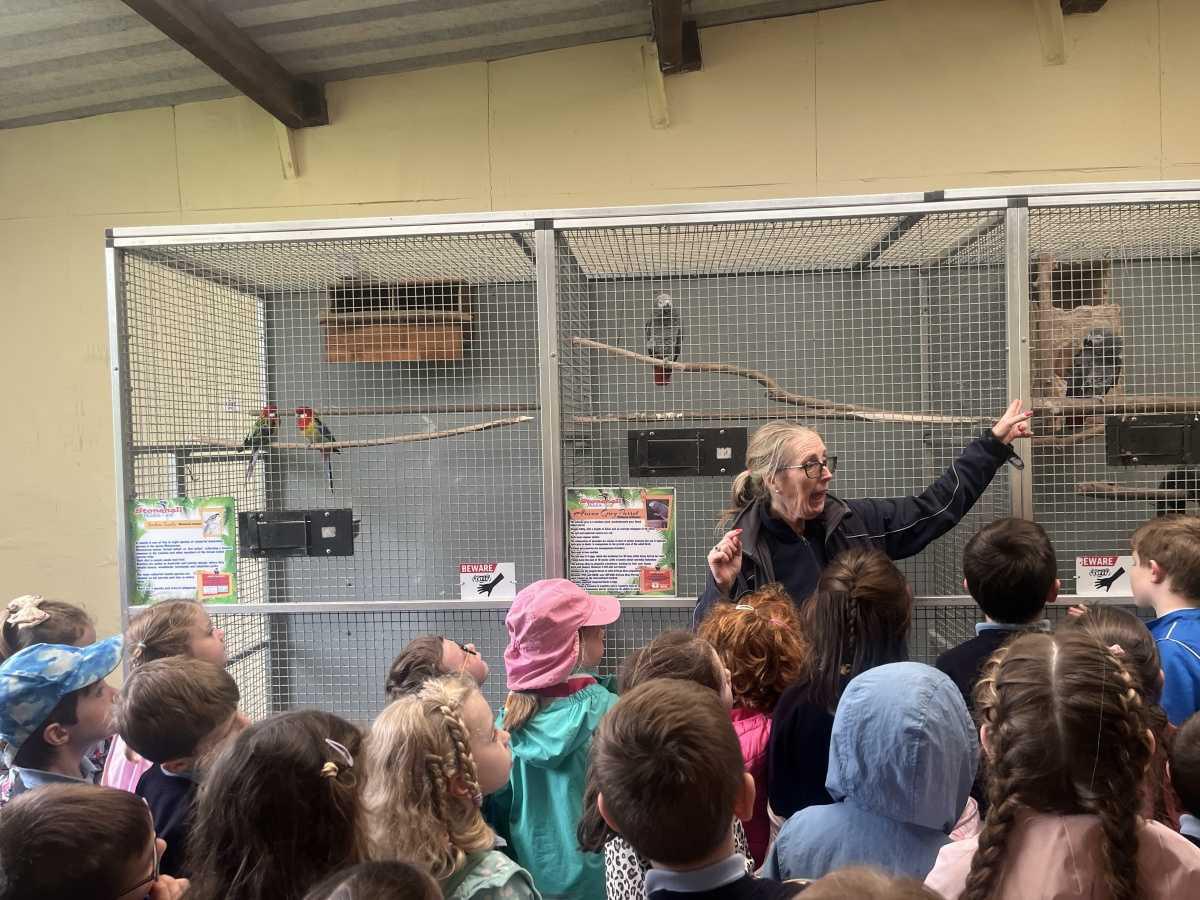 Senior Infants trip to Stonehall 🦚🦙🐖