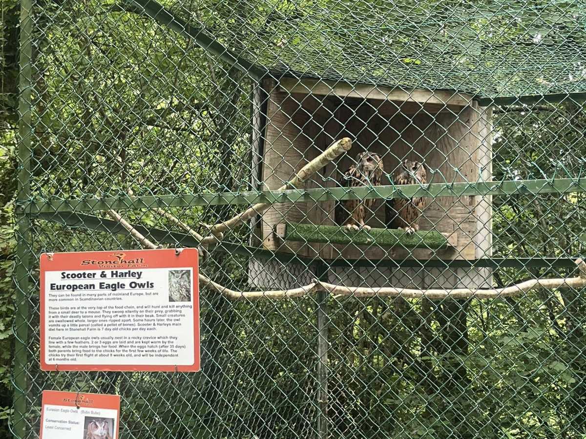 Senior Infants trip to Stonehall 🦚🦙🐖