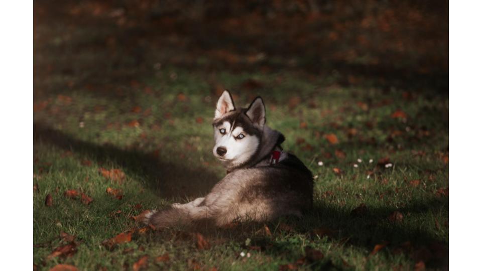 Alice au Pays Canin : comportementaliste éducateur canin à Falaise