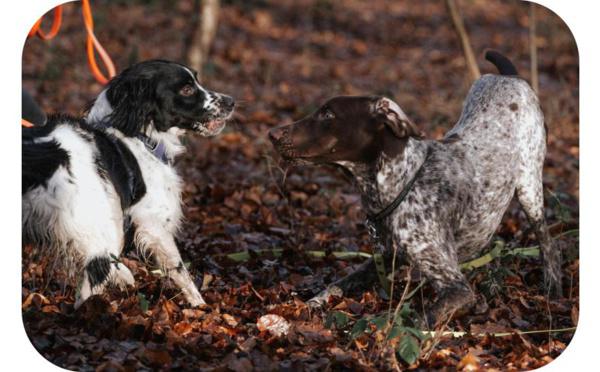 Alice au Pays Canin : comportementaliste éducateur canin à Falaise 