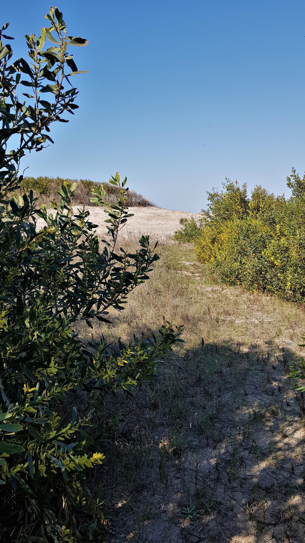 Acceso directo a playa Acceso directo a playa