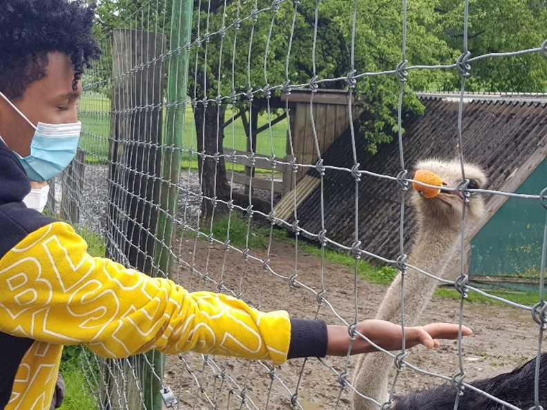 DaZ-Intensiv-Klasse besucht Straussenhof DaZ-Intensiv-Klasse besucht Straussenhof