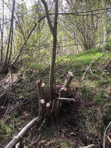 Naturwoche in Trin Kanton Graubünden der Klassen SE3c und SB3d