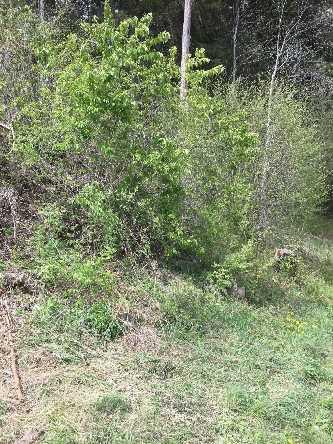 Naturwoche in Trin Kanton Graubünden der Klassen SE3c und SB3d Naturwoche in Trin Kanton Graubünden der Klassen SE3c und SB3d