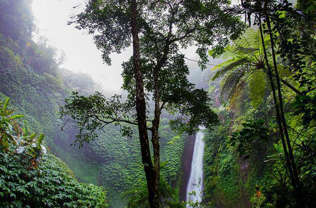 Maladies tropicales