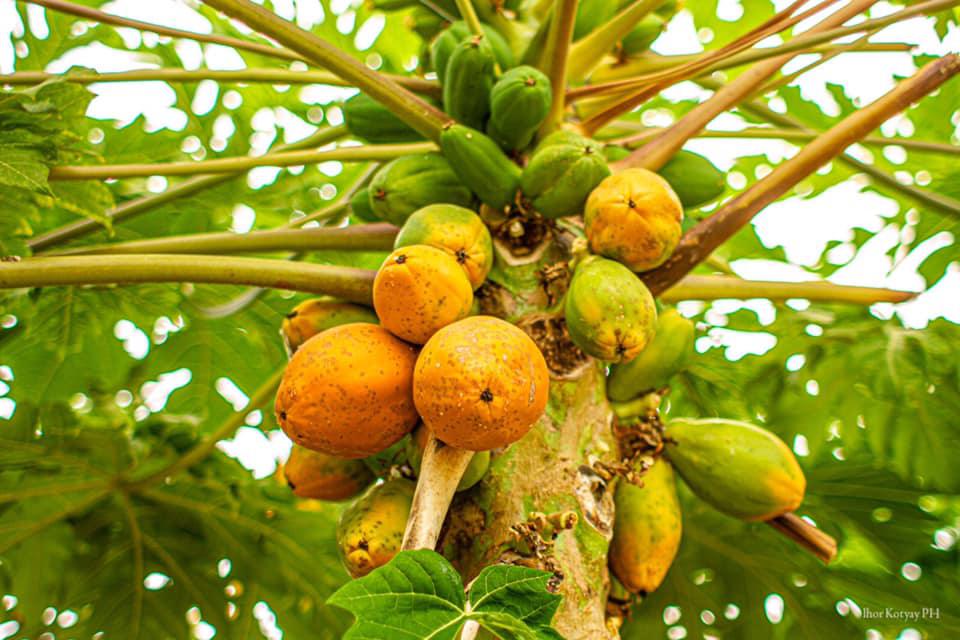 Frutta Tropicale Donna Alba