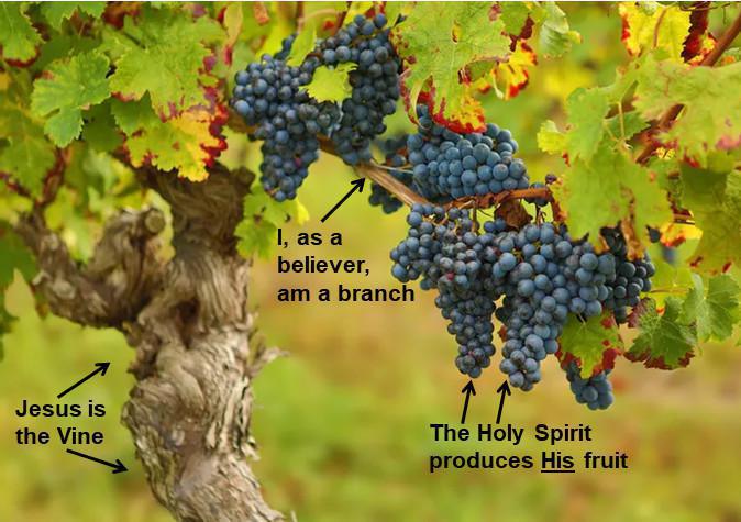 3-10 Abiding Study on John 15 - The Vine and the Branches 