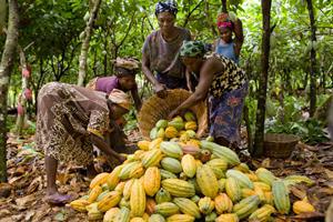 Magnum donne une nouvelle dimension au plaisir en s'associant à Rainforest Alliance