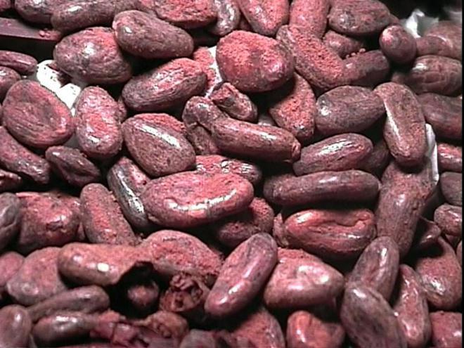 Fèves de cacao©