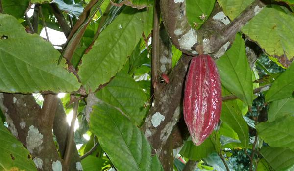 © ChocoClic SR - cacao Martinique