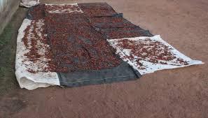 Fèves de cacao en séchage