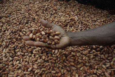 Fèves de cacao séchant au soleil