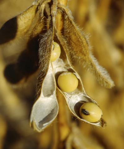 Lécithine de soja : son utilisation au jardin - Planète Agrobio