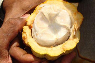 Cabosse ouverte - Inde