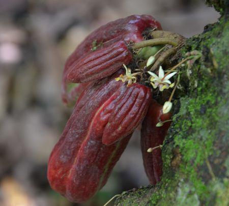 Cabosse de Criollo