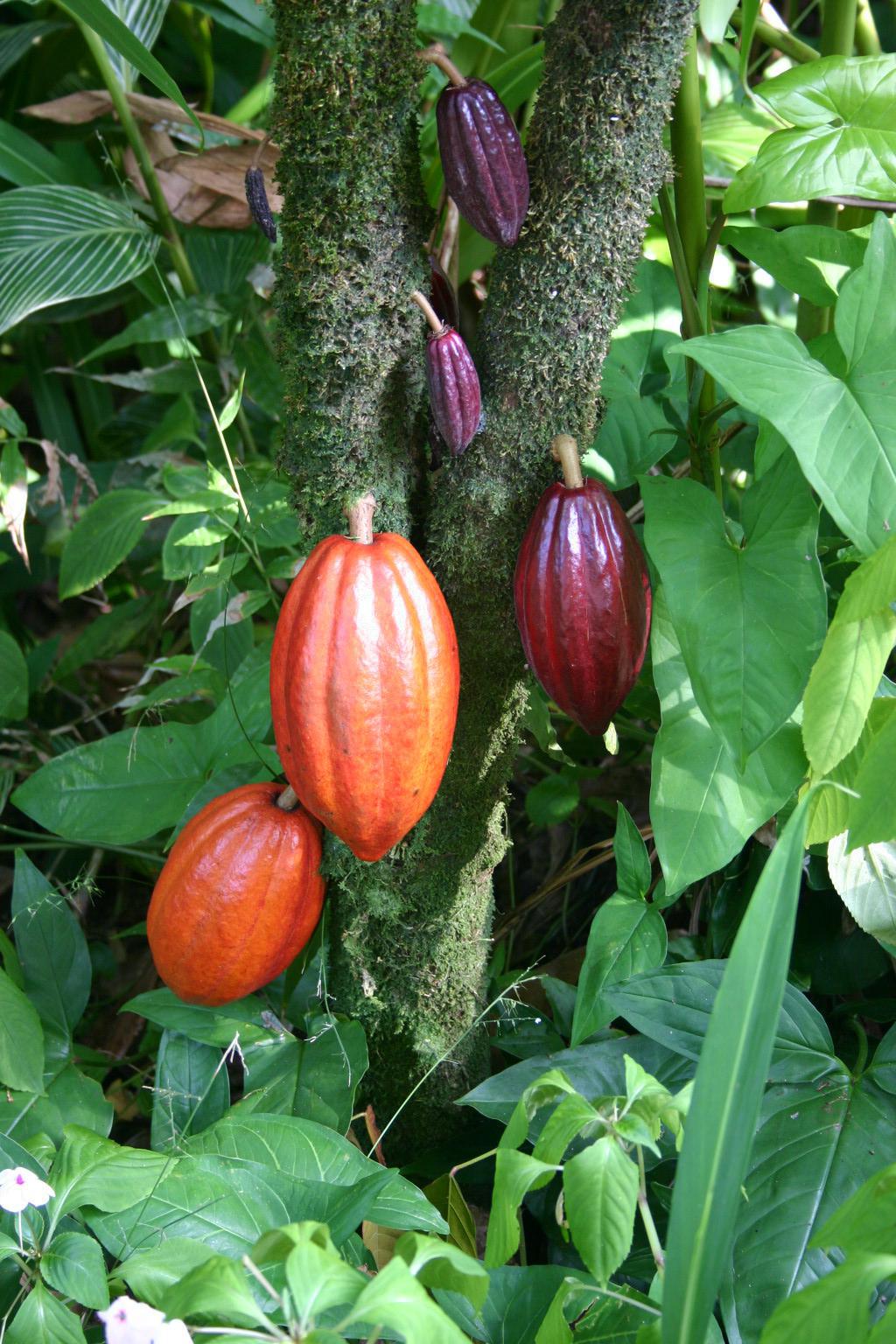 Cabosses sur un cacaoyer©