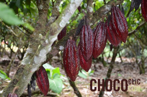 Cacaoyer avec cabooses©