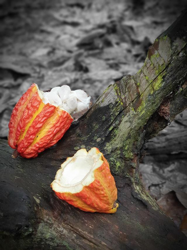 Cabosse de cacao péruvienne ©  